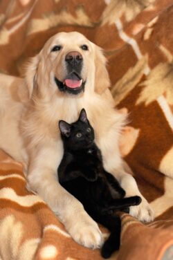 dog and cat, ritriver and the cat, golden ritriver and vorderman dark-2908810.jpg